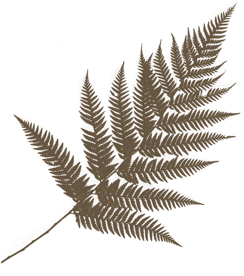 Dark Fern