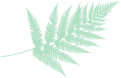 Light Fern